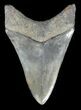 Serrated, Lower Megalodon Tooth - South Carolina #50483-1